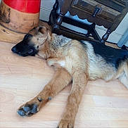 Tarnac participe au concours pour gagner de l'argent avec cette photo : dog, german_shepherd, sleeping, floor, wooden_floor, indoor, furniture, traffic_cone, brown, black, pet, canine, resting, animal, paw, quiet, domestic, fur, relaxed, laying_down