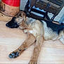 dog, german_shepherd, sleeping, floor, wooden_floor, indoor, furniture, traffic_cone, brown, black, pet, canine, resting, animal, paw, quiet, domestic, fur, relaxed, laying_down