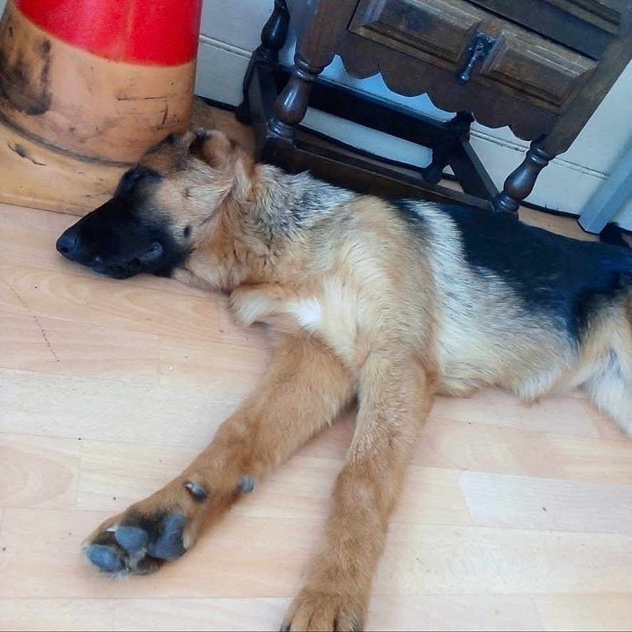 Tarnac participe au concours pour gagner de l'argent avec cette photo : animal, black, brown, canine, dog, domestic, floor, fur, furniture, german_shepherd, indoor, laying_down, paw, pet, quiet, relaxed, resting, sleeping, traffic_cone, wooden_floor
