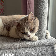 Arès participe au concours pour gagner de l'argent avec cette photo : animal, carpeted, cat, cat_tree, cozy, feline, fur, gray, home, indoor, looking, natural_light, paws, pet, post, quiet, relaxed, resting, side_view, window