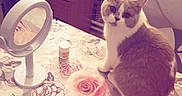 Arès a rejoint le concours — aidez-le/la à gagner de superbes lots ! brown_and_white_cat, cat, cozy_room, curious, decor, domestic_animal, feline, floral_tablecloth, household_items, indoor, jar, looking_at_camera, mirror, pet, sitting, soft_lighting, table, tabletop, tissue_box, wooden_furniture