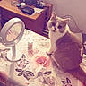 brown_and_white_cat, cat, cozy_room, curious, decor, domestic_animal, feline, floral_tablecloth, household_items, indoor, jar, looking_at_camera, mirror, pet, sitting, soft_lighting, table, tabletop, tissue_box, wooden_furniture