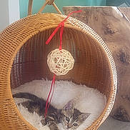 Nala participe au concours pour gagner de l'argent avec cette photo : kitten, cat, basket_chair, woven, cushion, indoor, pet, animal, fluffy, toy, decoration, floor, plant, wood, relaxing, cute, furniture, resting, cozy, home
