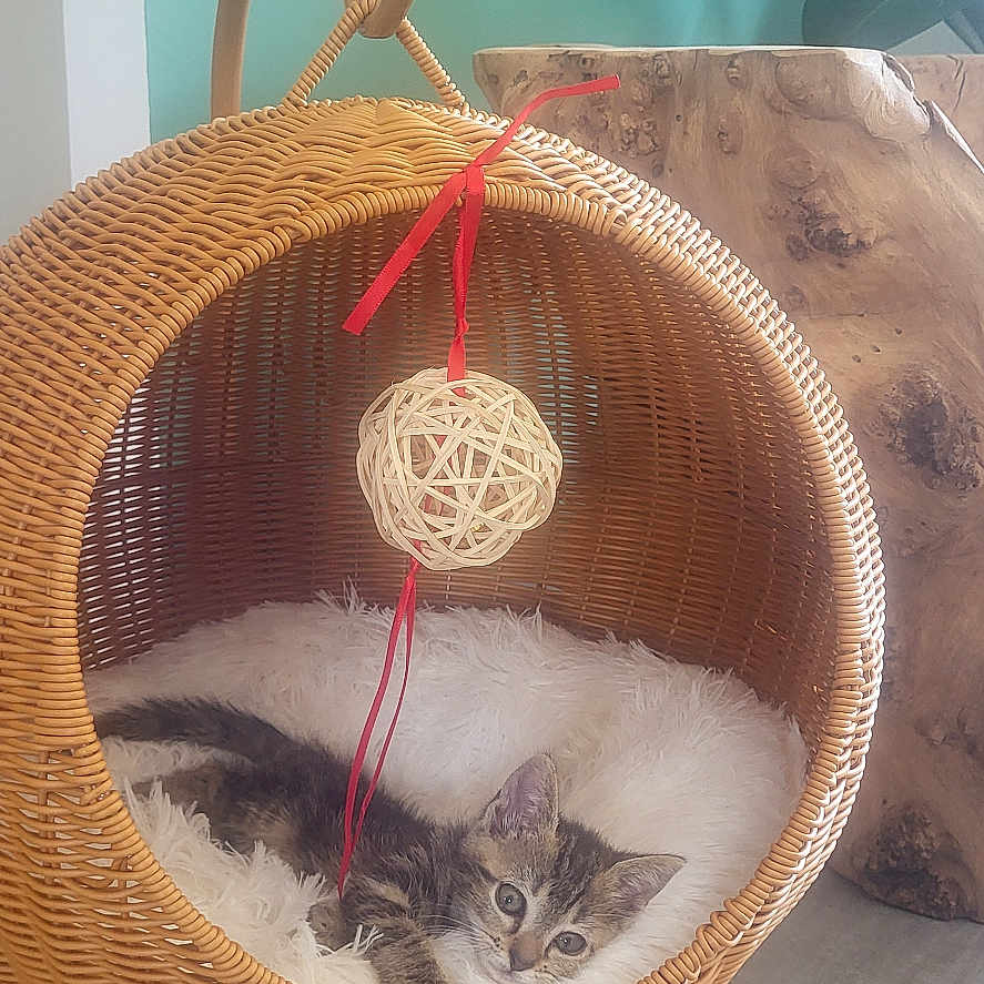Nala