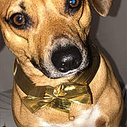 Pesso participe au concours pour gagner de l'argent avec cette photo : accessories, animal, beagle, belt, bowtie, boxer, bulldog, canine, dog, formalwear, hound, labradorretriever, leash, pet, pitbull, pug, puppy, snout, strap, tie