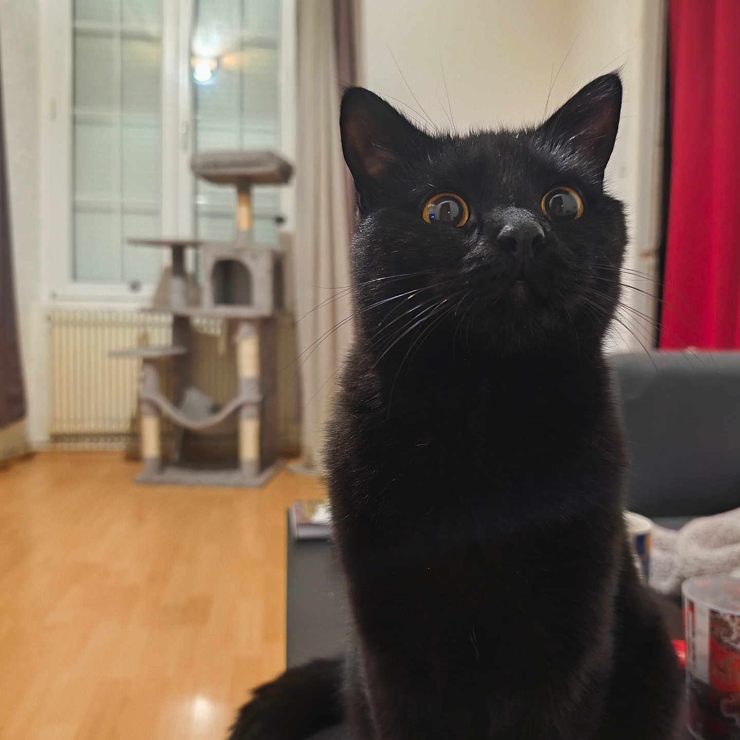 Pandoro