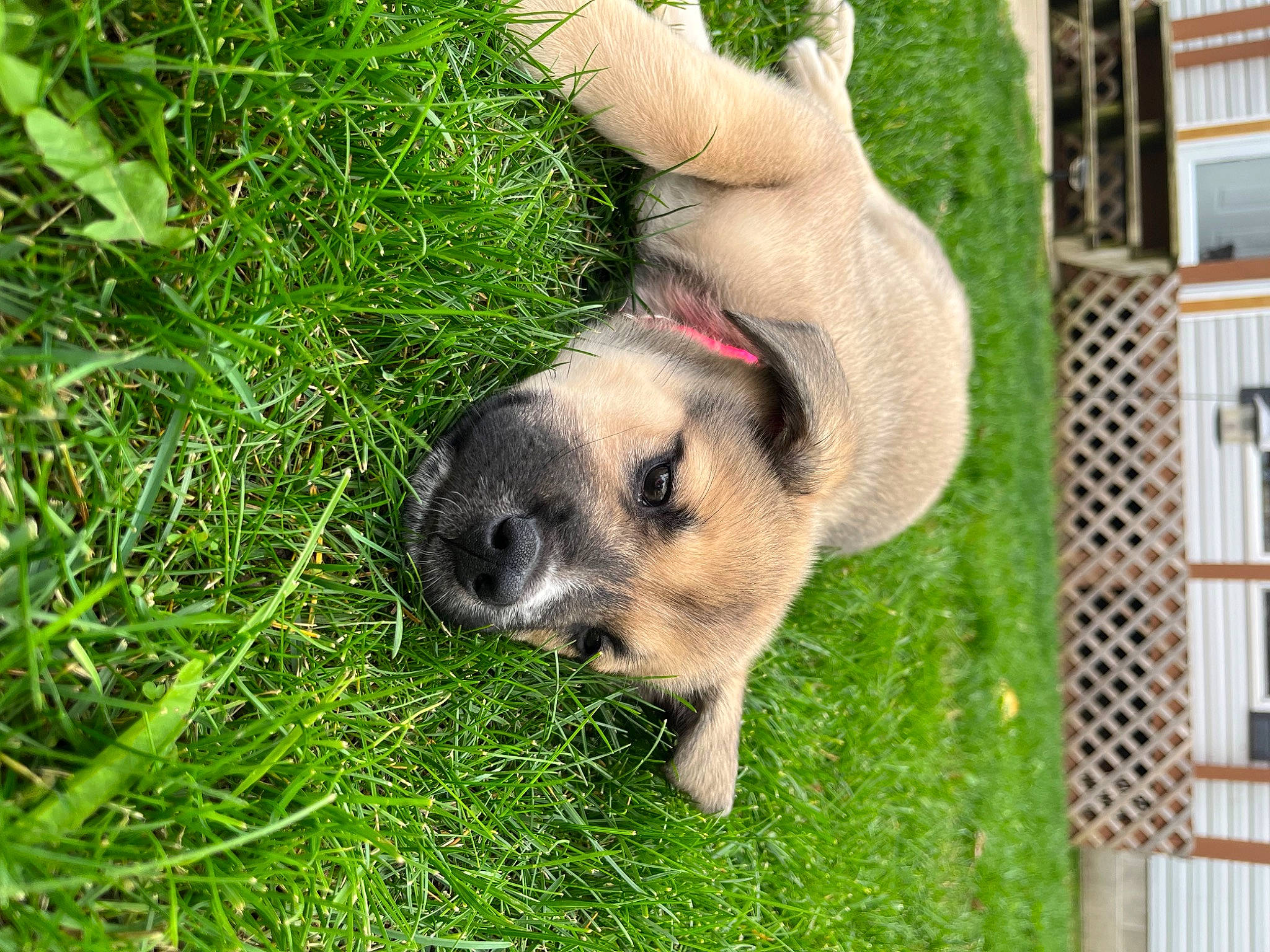 Hazel is registered to the contest to win money with this photo: canidae, carnivore, companion_dog, dog, dog_breed, dog_supply, fawn, fur, grass, groundcover, pet_supply, plant, sedge_family, snout, sporting_group, terrestrial_animal, whiskers, wildlife, working_animal