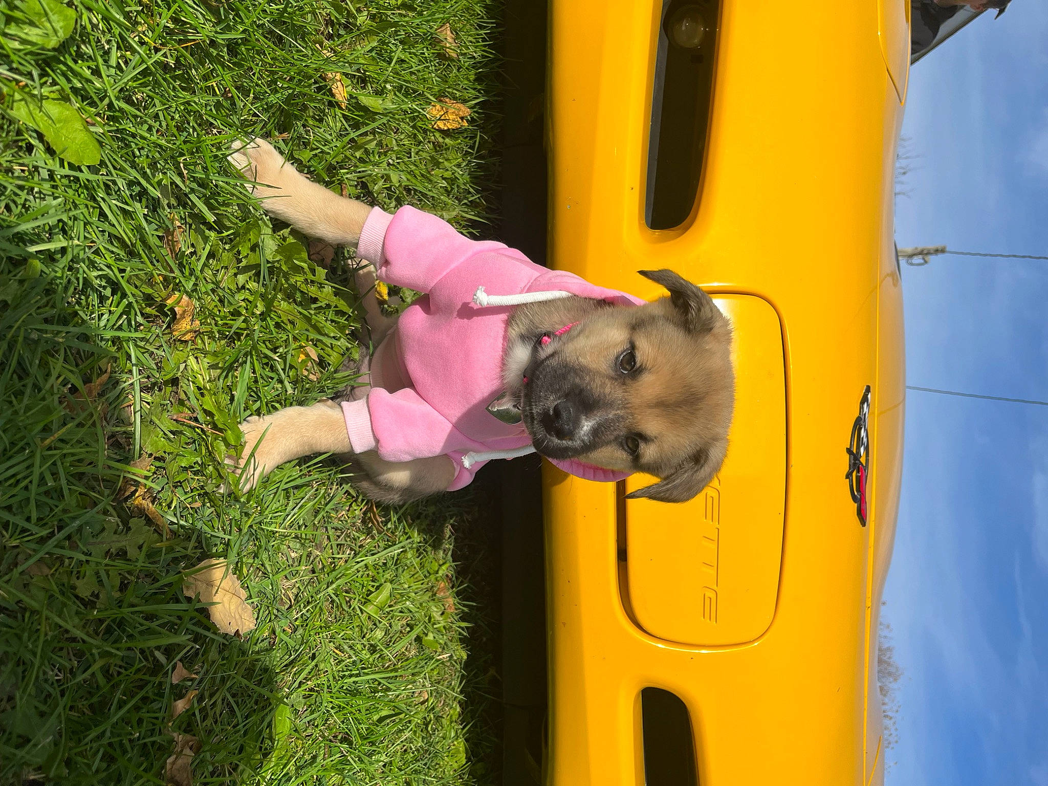 Hazel joined the competition — help win amazing prizes! auto_part, automotive_exterior, bumper, carnivore, dog, door_handle, fun, grass, leisure, motor_vehicle, plant, recreation, tire, vehicle, vehicle_door, wheel