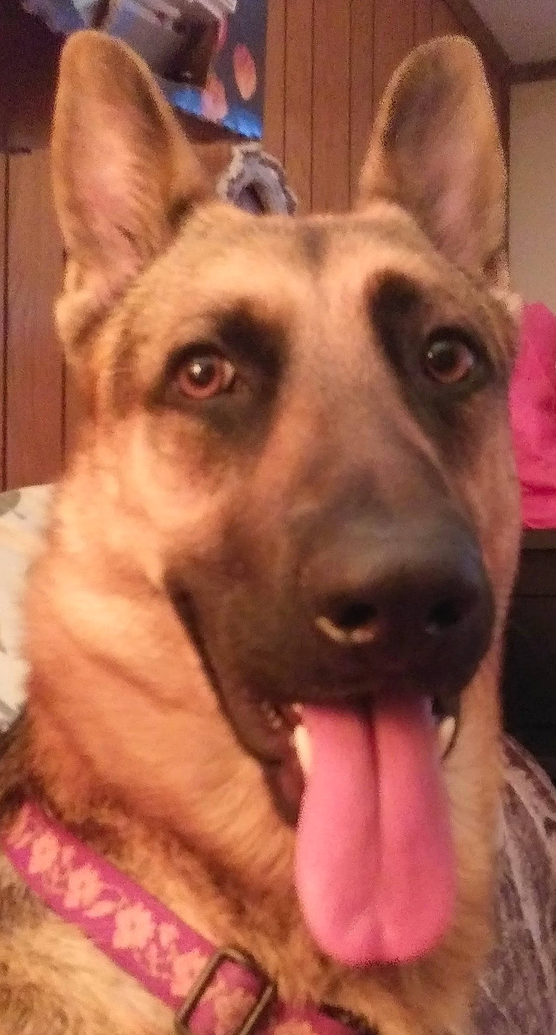 Litte Girl joined the competition — help win amazing prizes! canidae, carnivore, collar, companion_dog, dog, dog_breed, dog_collar, ear, east_european_shepherd, fawn, fur, german_shepherd_dog, guard_dog, herding_dog, jaw, party_hat, snout, sporting_group, whiskers, working_animal