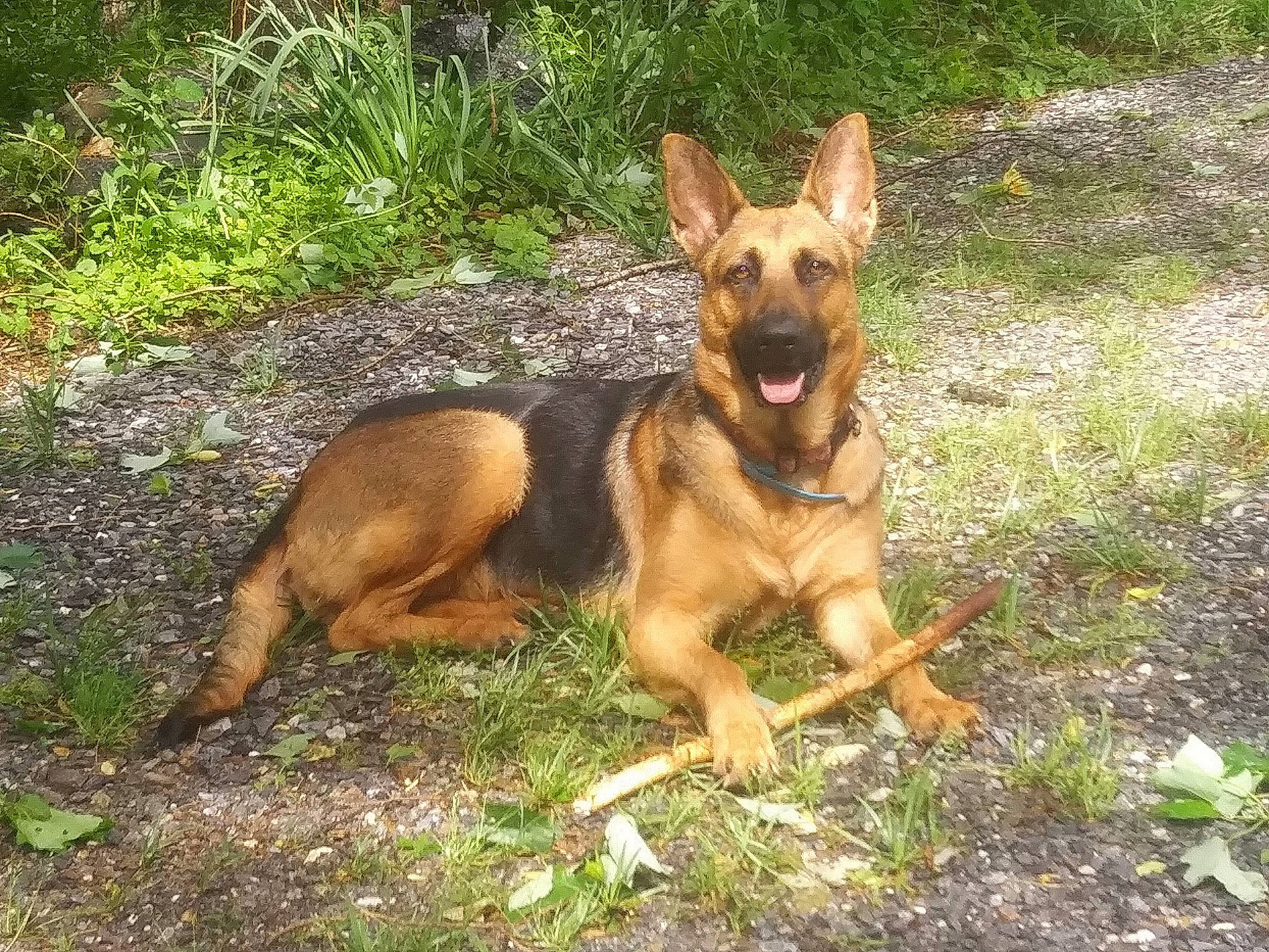 Litte Girl is registered to the contest to win money with this photo: belgian_shepherd_malinois, carnivore, dog, dog_breed, east_european_shepherd, german_shepherd_dog, grass, herding_dog, old_german_shepherd_dog, paw, plant, terrestrial_animal, working_animal, working_dog