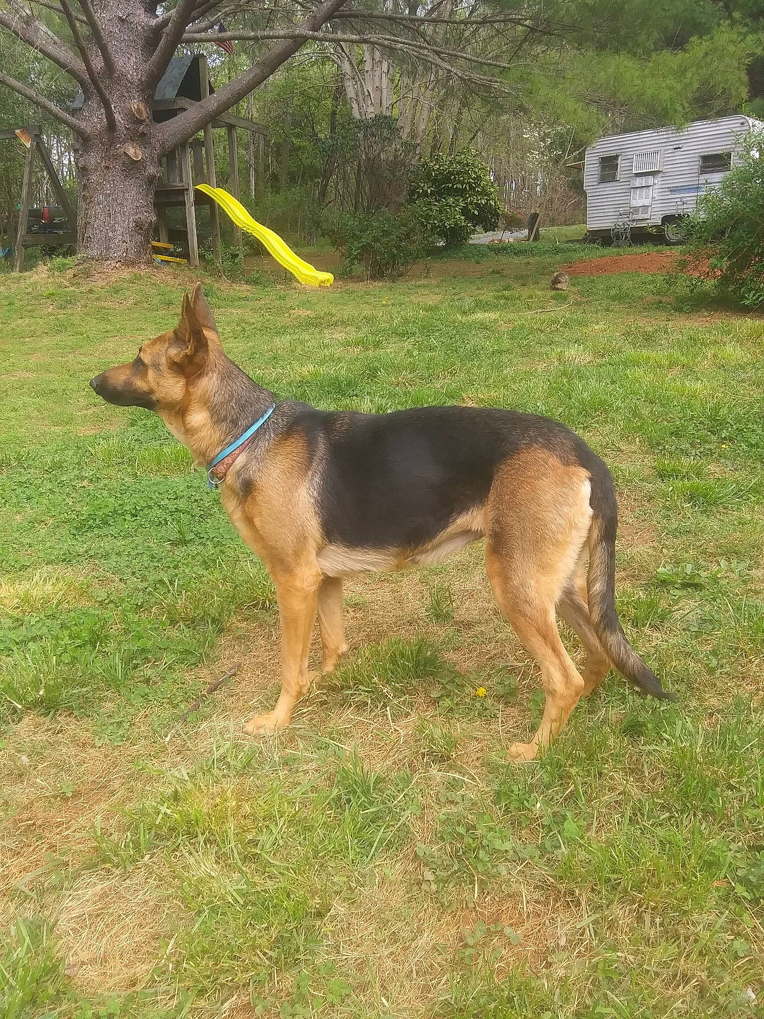 Litte Girl joined the competition — help win amazing prizes! canidae, carnivore, dog, dog_breed, dog_supply, east_european_shepherd, fawn, german_shepherd_dog, grass, herding_dog, king_shepherd, old_german_shepherd_dog, plant, snout, sporting_group, tail, terrestrial_animal, tree, working_animal, working_dog