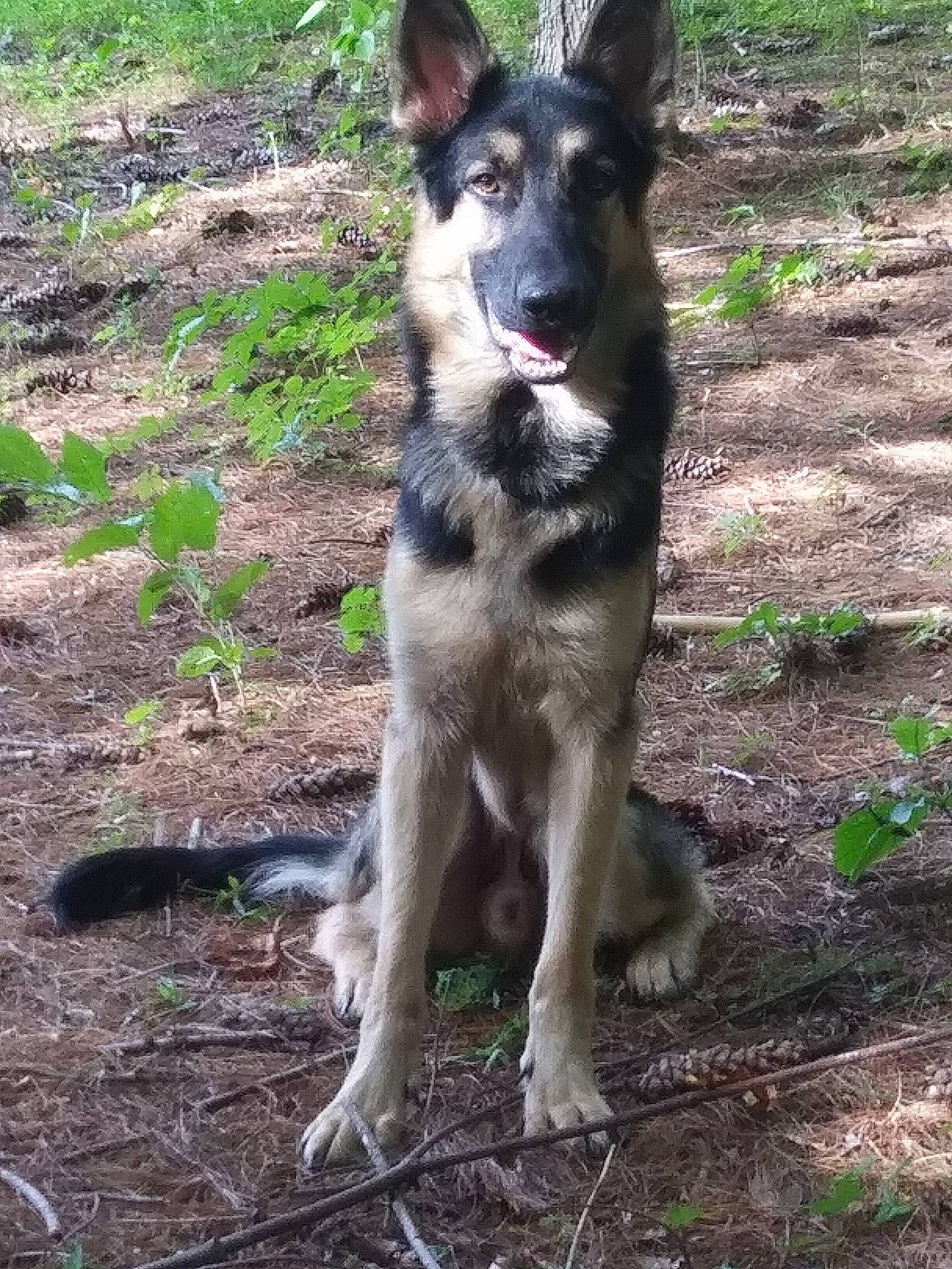 Rommel is registered to the contest to win money with this photo: ancient_dog_breeds, canidae, carnivore, collar, companion_dog, dog, dog_breed, dog_collar, grass, hunting_dog, leash, paw, plant, snout, soil, sporting_group, tail, terrestrial_animal, working_animal, working_dog