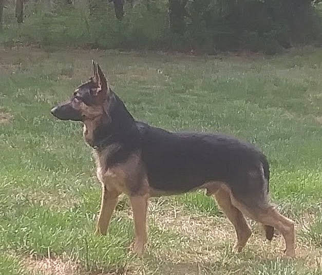 Rommel is registered to the contest to win money with this photo: canidae, carnivore, companion_dog, dog, dog_breed, grass, herding_dog, hunting_dog, snout, sporting_group, tail, terrestrial_animal, working_animal, working_dog