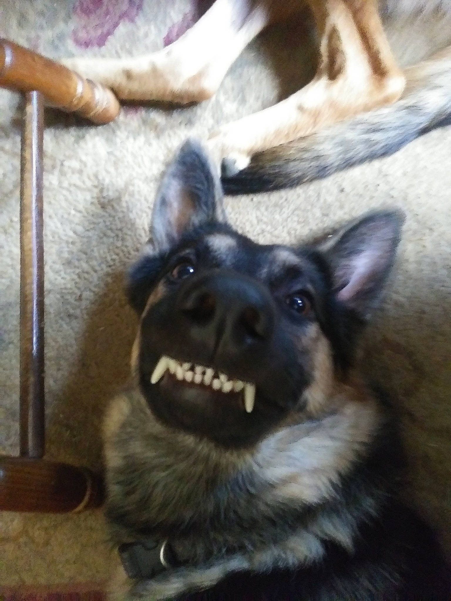 Rommel joined the competition — help win amazing prizes! canidae, carnivore, collar, companion_dog, dog, dog_breed, east_european_shepherd, fawn, fur, german_shepherd_dog, herding_dog, jaw, king_shepherd, old_german_shepherd_dog, snout, sporting_group, whiskers, wood, working_animal, working_dog