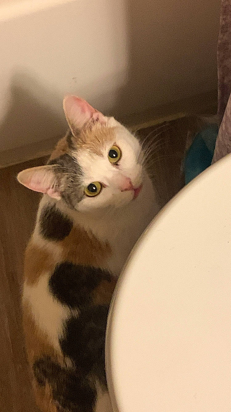 Yelena is registered to the contest to win money with this photo: carnivore, cat, domestic_short_haired_cat, eye, felidae, fur, paw, pet_supply, small_to_medium_sized_cats, snout, tail, whiskers