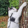 Kira participe au concours pour gagner de l'argent avec cette photo : cat, animal, outdoor, tree, harness, white_cat, black_spots, nature, greenery, clawing, fur, pet, curious, leaf_litter, wildlife, close_up, mammal, whiskers, side_view, daylight