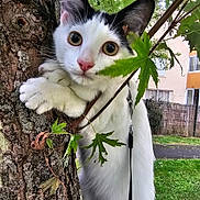 Kira a rejoint le concours — aidez-le/la à gagner de superbes lots ! cat, tree, leaves, outdoor, animal, pet, nature, greenery, curious, close_up, fur, whiskers, eyes, climbing, daylight, background, fence, grass, building, urban