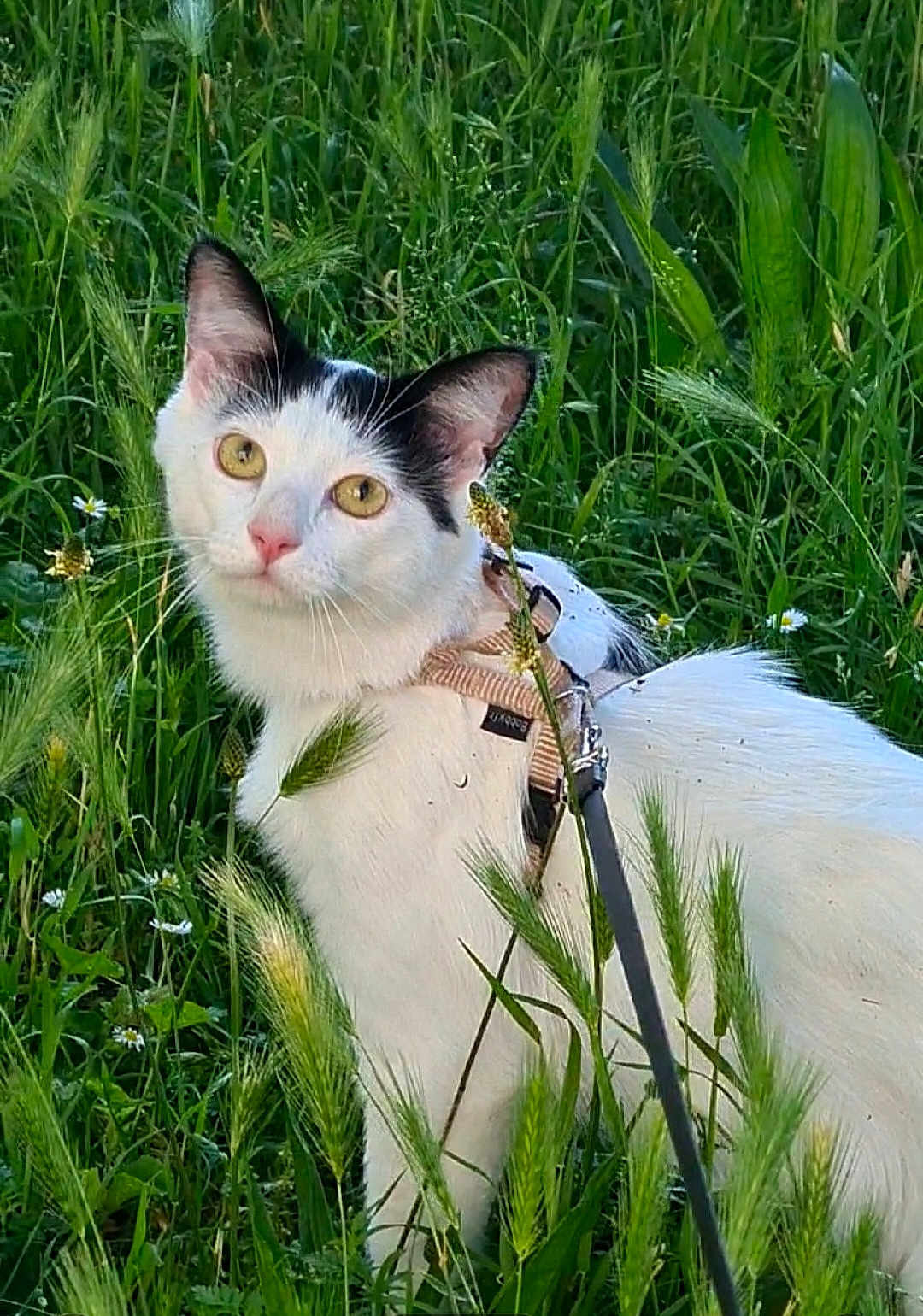 Kira