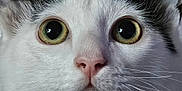 Kira a rejoint le concours — aidez-le/la à gagner de superbes lots ! cat, close_up, white_fur, black_fur, whiskers, pink_nose, large_eyes, portrait, animal, pet, feline, curious, indoor, face, fur, cute, alert, head, background_blur, domestic_animal