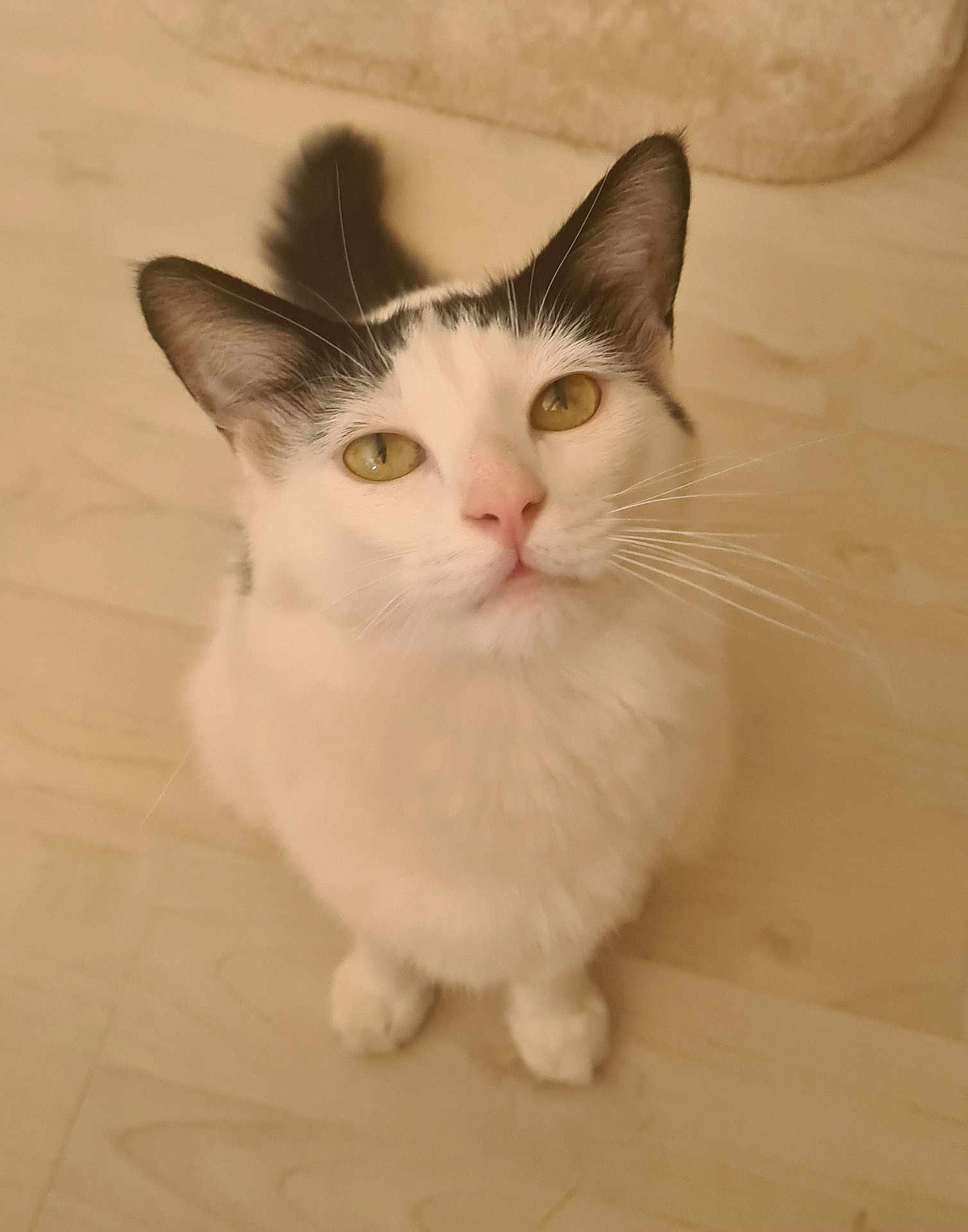 Kira