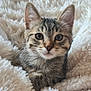 animal_face, cat, closeup, cozy, cute, domestic_cat, feline, fluffy_blanket, fur, indoor, kitten, looking_at_camera, pet, resting, sleepy, small_animal, soft_texture, tabby, whiskers, young_animal