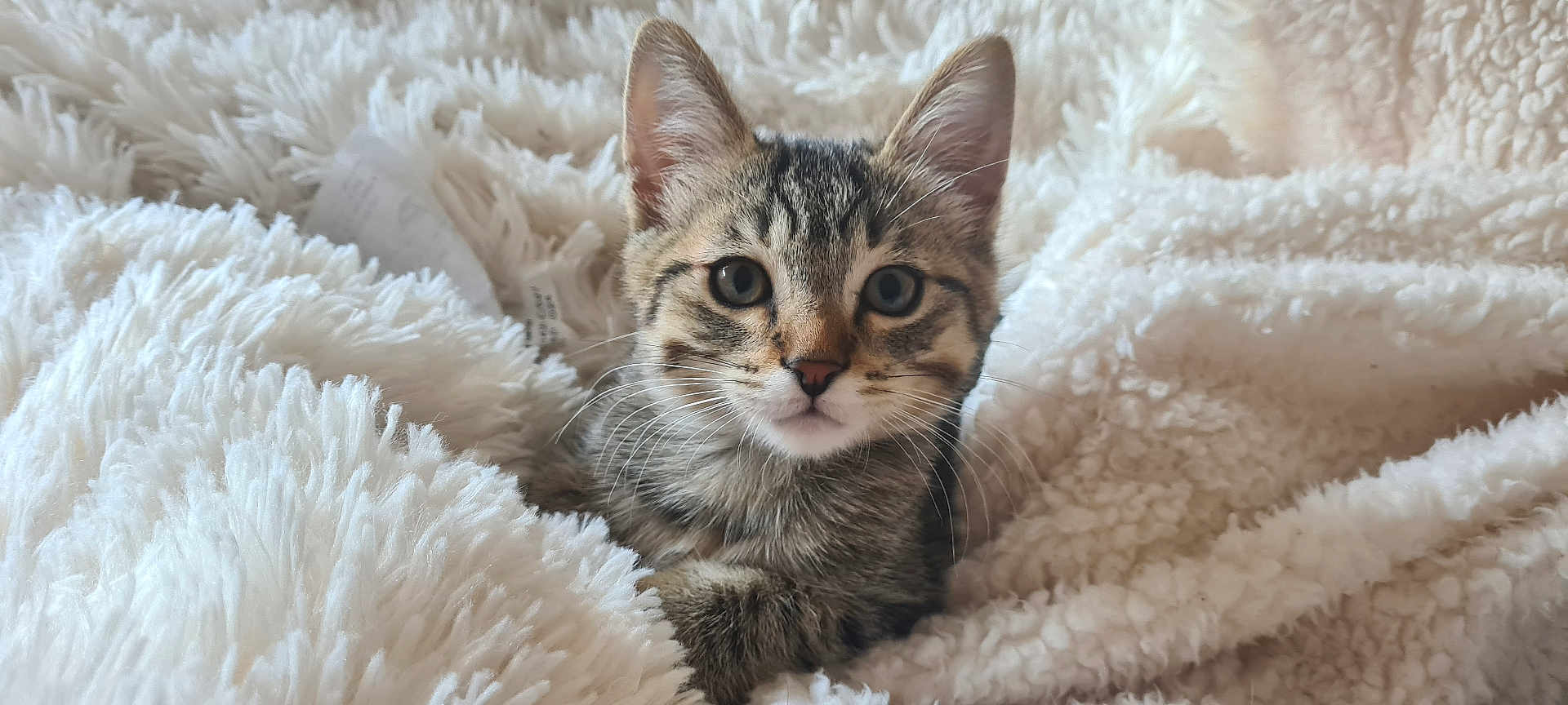 Dorian participe au concours pour gagner de l'argent avec cette photo : animal_face, cat, closeup, cozy, cute, domestic_cat, feline, fluffy_blanket, fur, indoor, kitten, looking_at_camera, pet, resting, sleepy, small_animal, soft_texture, tabby, whiskers, young_animal