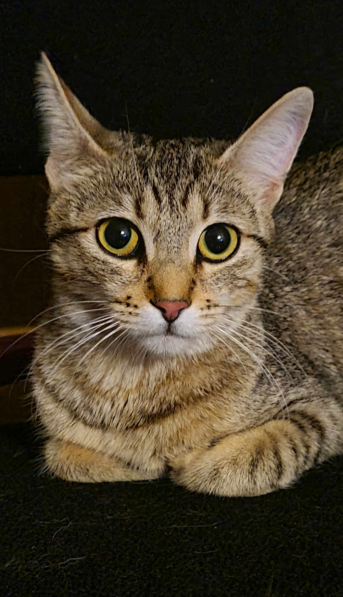 Duchesse participe au concours pour gagner de l'argent avec cette photo : cat, tabby_cat, animal, pet, feline, whiskers, closeup, yellow_eyes, fur, cute, domestic_animal, sitting, portrait, face, ears, nose, indoor, mammal, looking, calm