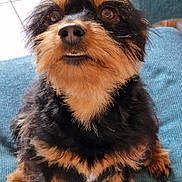 Sully participe au concours pour gagner de l'argent avec cette photo : animal, black_and_tan, canine, chair, closeup, companion, cute, cute_pet, dog, domestic_animal, friendly, fur, furry, indoor, looking_up, paw, pet, portrait, scruffy, sitting