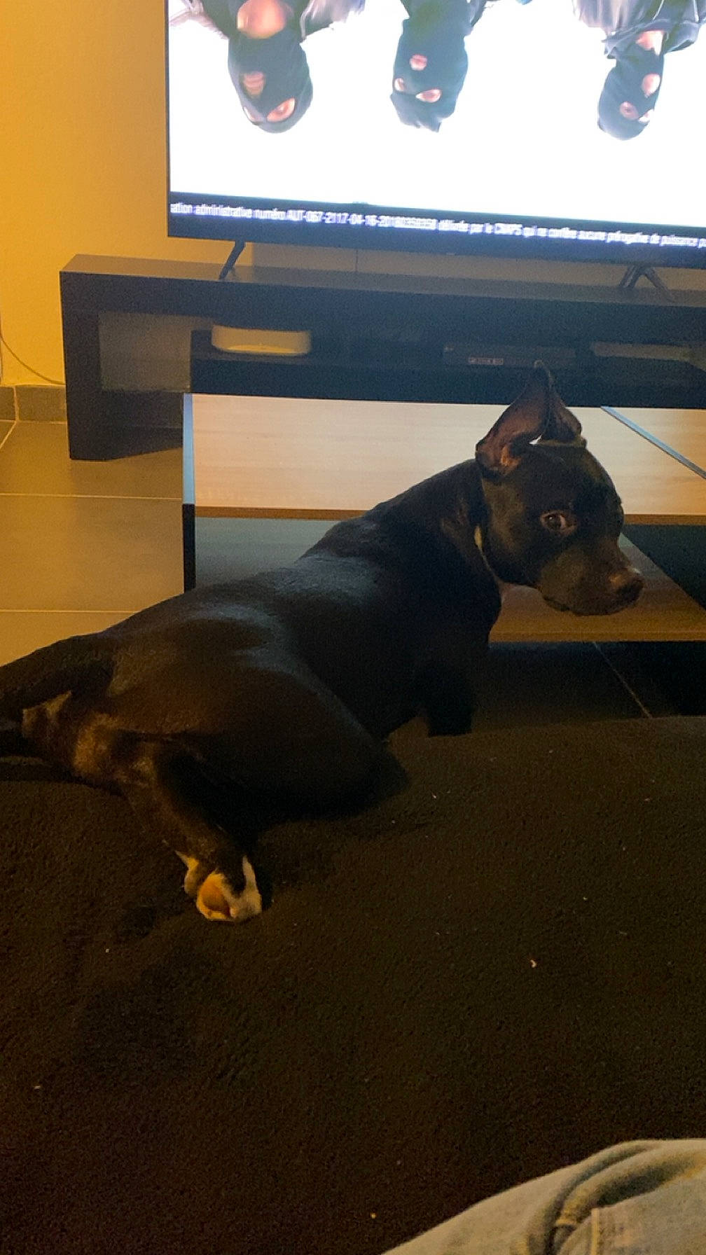 Ulia a rejoint le concours — aidez-le/la à gagner de superbes lots ! brown, canidae, carnivore, comfort, companion_dog, dog, dog_breed, fawn, floor, flooring, hardwood, led_backlit_lcd_display, output_device, snout, sporting_group, tail, television, television_set, terrestrial_animal, working_animal