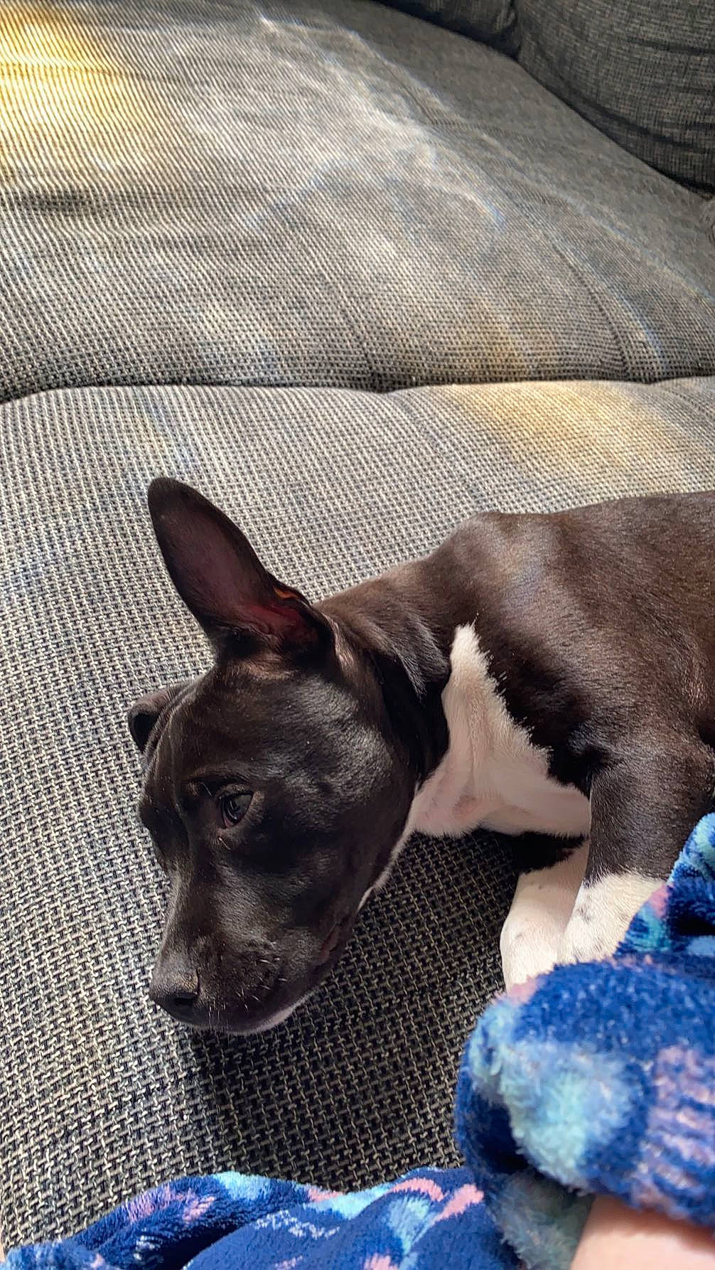 Ulia participe au concours pour gagner de l'argent avec cette photo : canidae, carnivore, comfort, companion_dog, dog, dog_breed, ear, electric_blue, fawn, fur, grey, guard_dog, herding_dog, pattern, paw, snout, sporting_group, terrestrial_animal, whiskers, working_animal