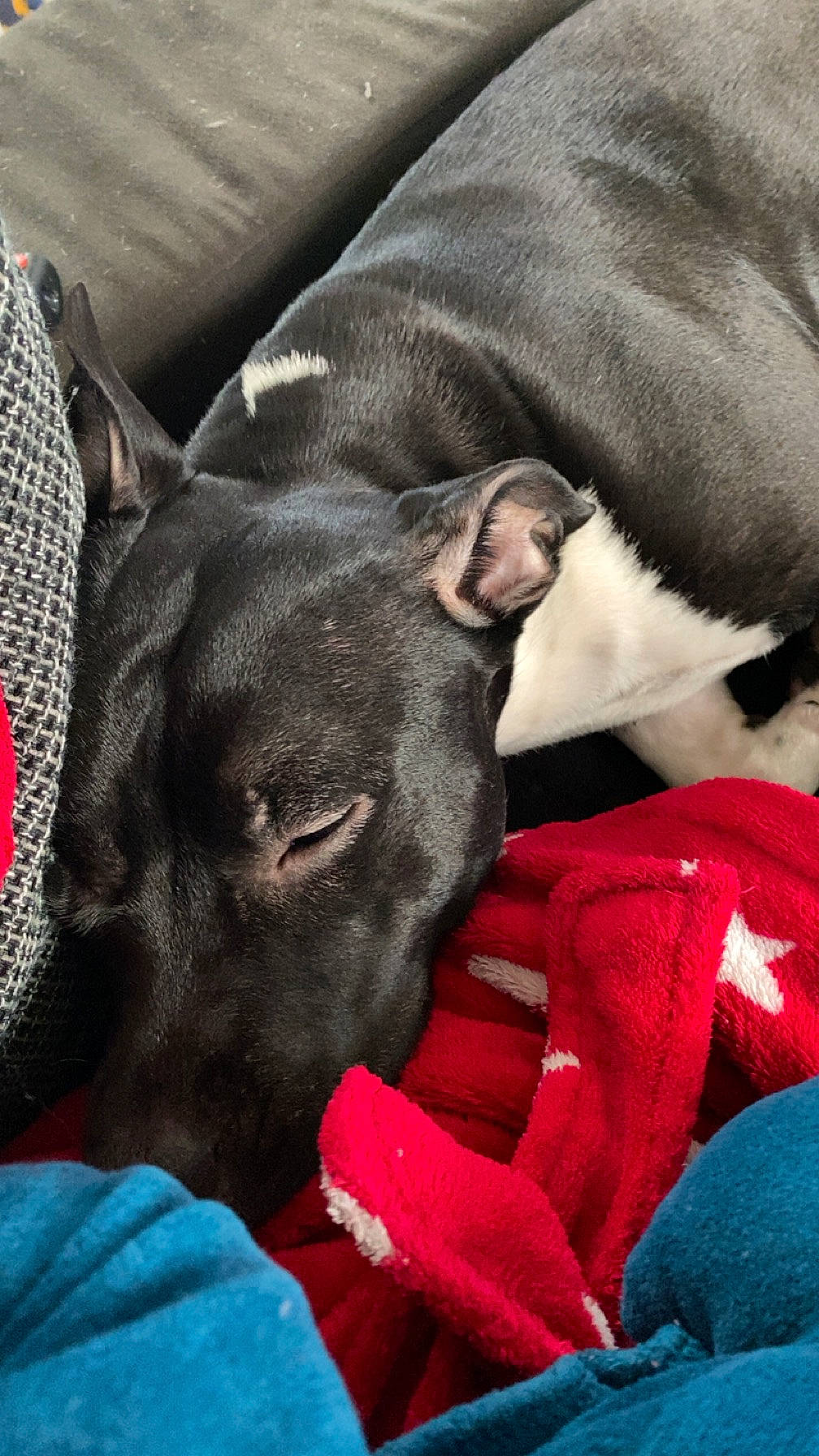 Ulia a rejoint le concours — aidez-le/la à gagner de superbes lots ! canidae, carnivore, collar, comfort, companion_dog, dog, dog_breed, dog_supply, ear, fawn, fur, great_dane, grey, guard_dog, liver, nap, snout, sporting_group, whiskers, working_animal