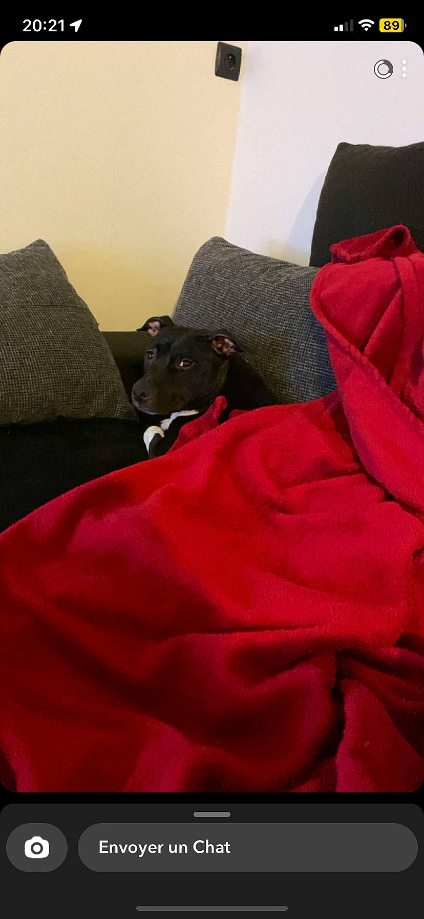 Ulia a rejoint le concours — aidez-le/la à gagner de superbes lots ! bedding, bedroom, brown, carnivore, comfort, companion_dog, couch, dog, dog_breed, fawn, flooring, fur, hardwood, linens, liver, magenta, sleeve, tints_and_shades, wood, working_animal