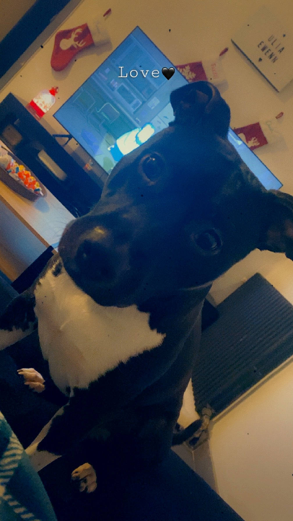 Ulia participe au concours pour gagner de l'argent avec cette photo : art, bovine, canidae, carnivore, dairy_cow, dog, dog_breed, electric_blue, felidae, flooring, fur, machine, personal_protective_equipment, plastic, sculpture, snout, sporting_group, visual_arts, whiskers, working_animal