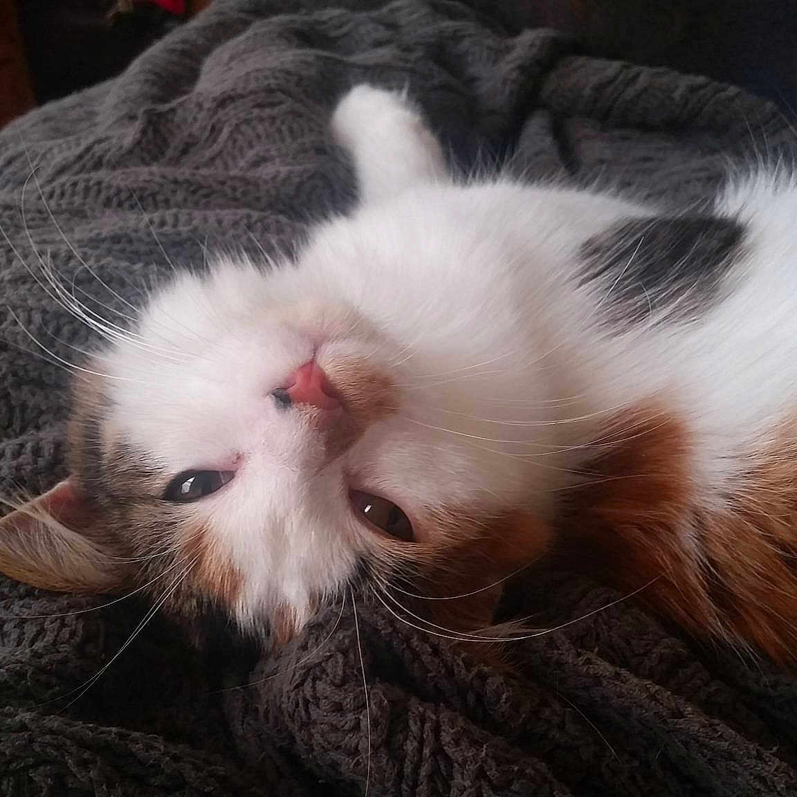 Ellie Mae