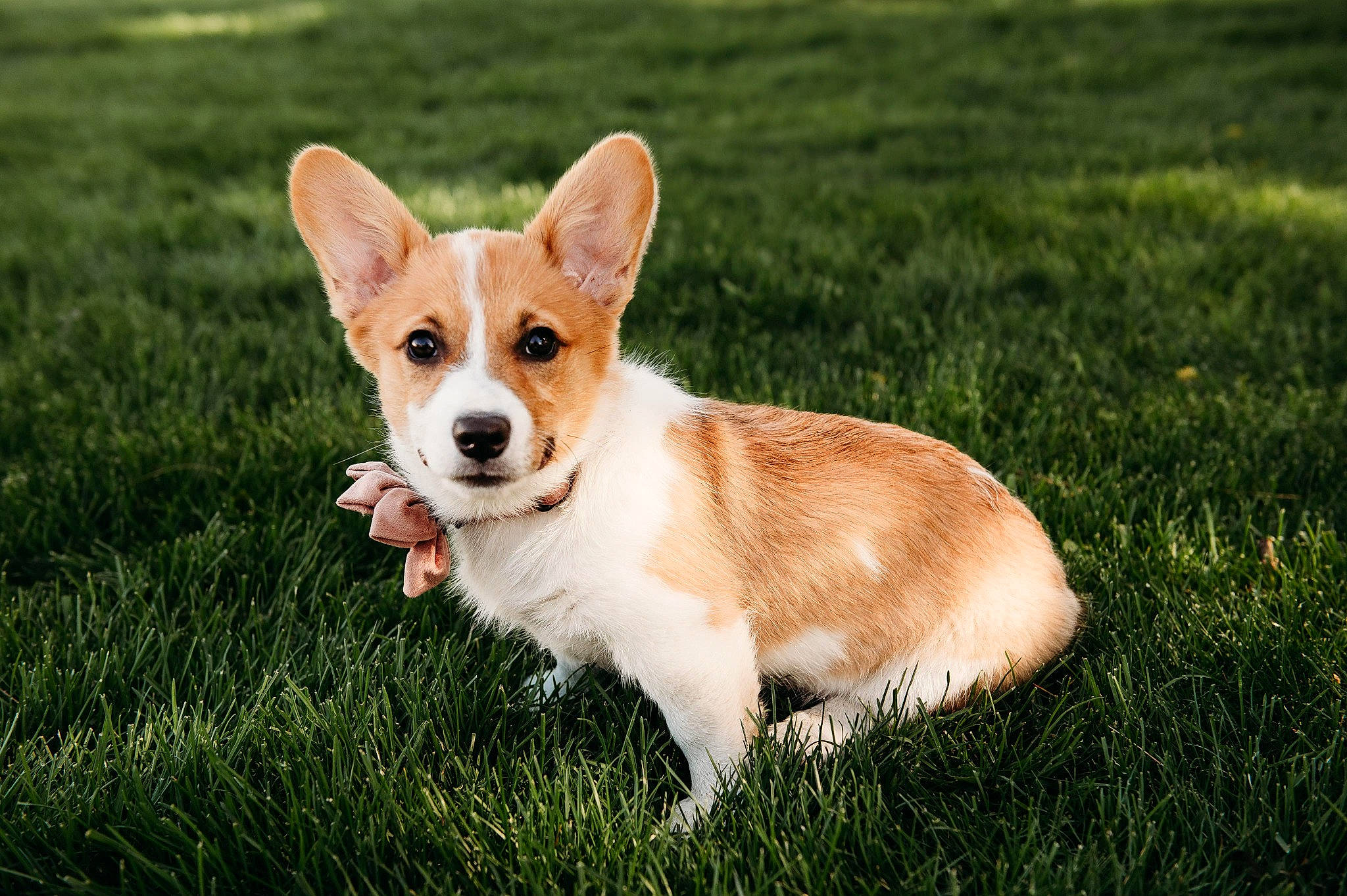 Olive is registered to the contest to win money with this photo: ancient_dog_breeds, canidae, carnivore, companion_dog, corgi_chihuahua, dog, dog_breed, fawn, fur, grass, non_sporting_group, plant, puppy, sporting_group, tail, terrestrial_animal, toy_dog, whiskers, working_animal