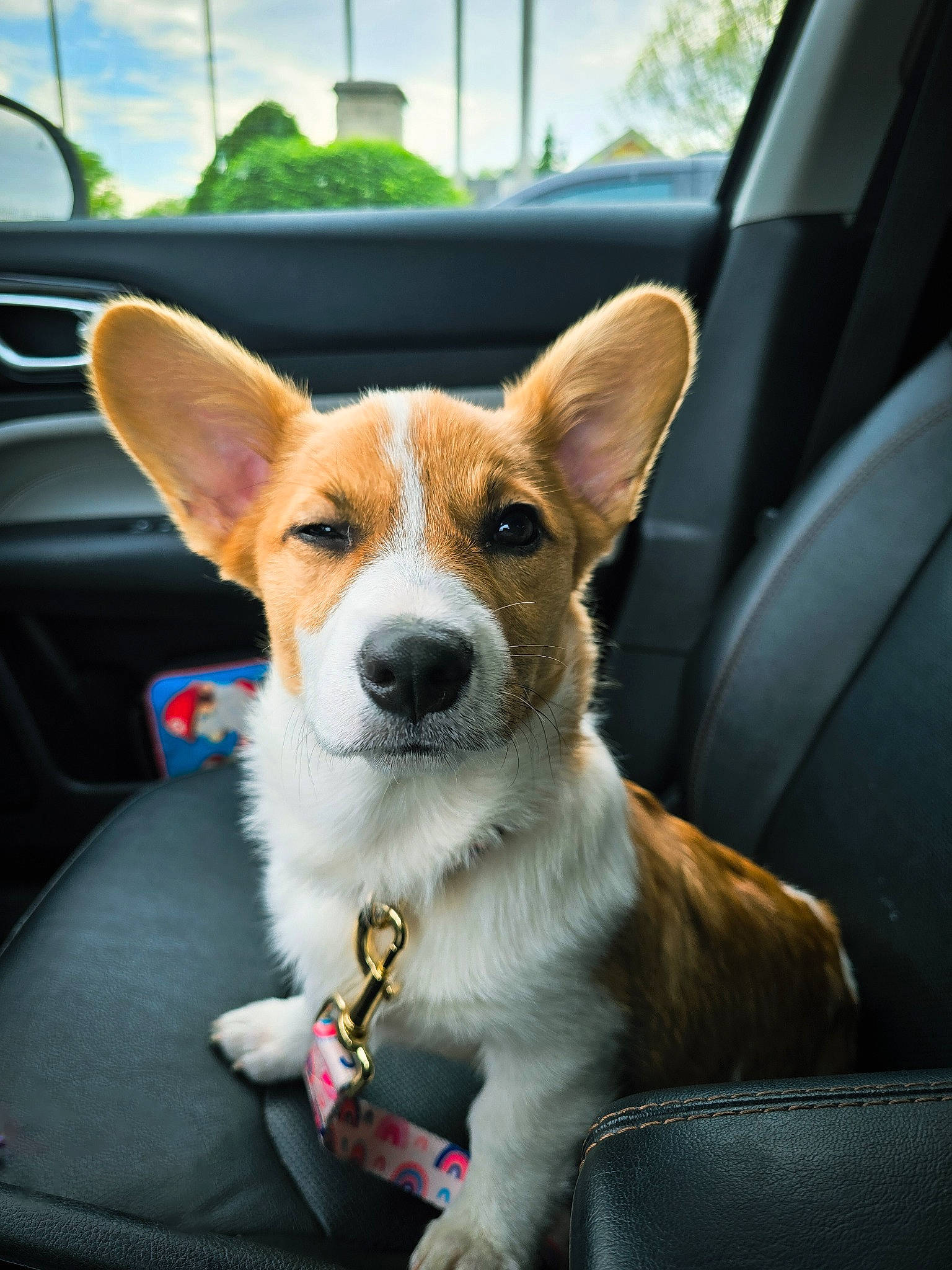 Olive is registered to the contest to win money with this photo: canidae, car, car_seat, carnivore, cloud, companion_dog, dog, dog_breed, fawn, sky, snout, sporting_group, tail, terrestrial_animal, vehicle, vehicle_door, whiskers, window, windshield, working_animal