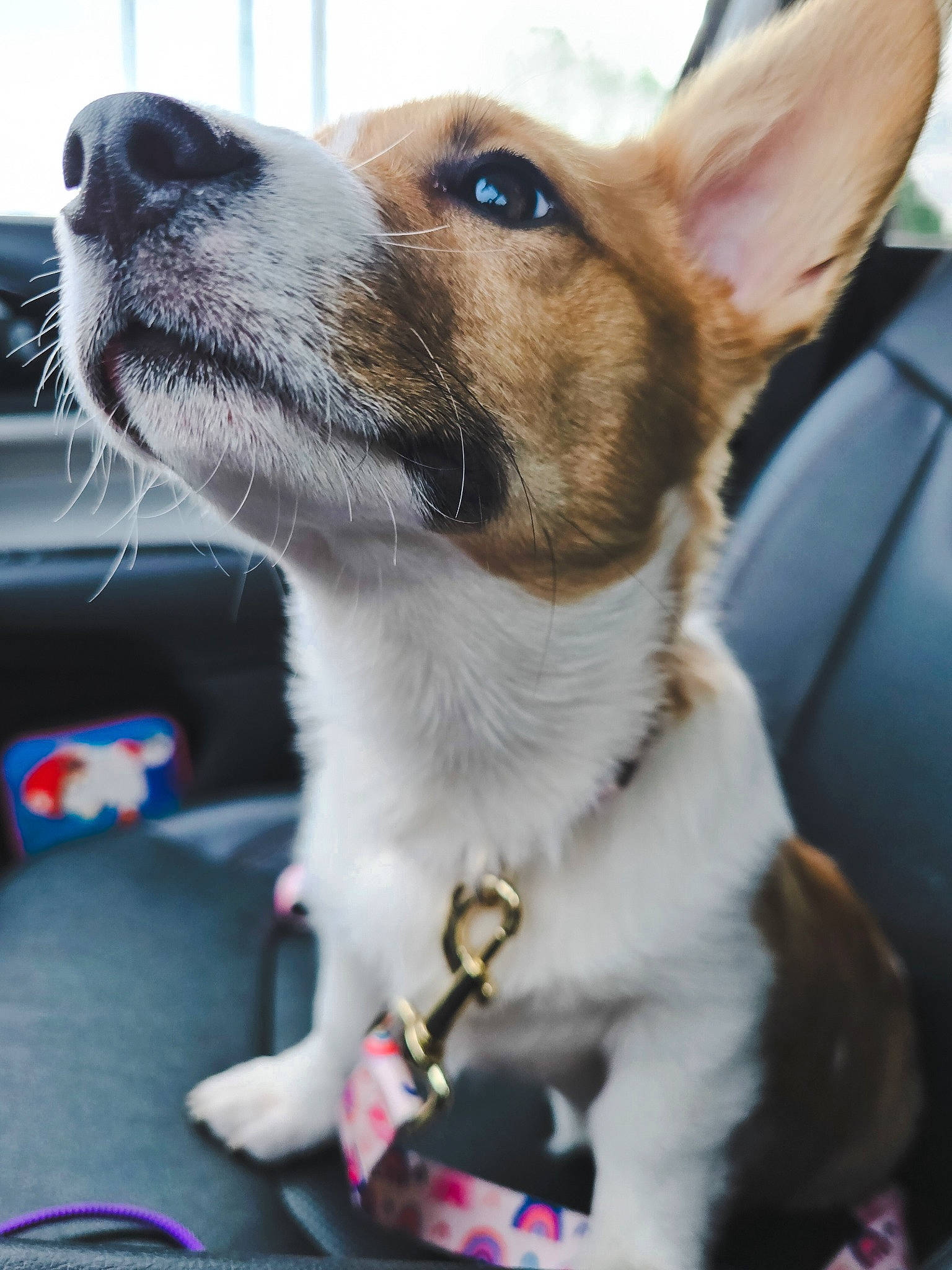 Olive joined the competition — help win amazing prizes! canidae, carnivore, collar, companion_dog, desk, dog, dog_breed, dog_collar, dog_supply, door, ear, fashion_accessory, fawn, fur, snout, sporting_group, terrestrial_animal, whiskers, window
