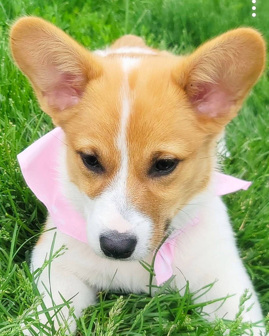 Olive joined the competition — help win amazing prizes! ancient_dog_breeds, canidae, carnivore, companion_dog, dog, dog_breed, fawn, fur, grass, herding_dog, non_sporting_group, plant, puppy, snout, sporting_group, tail, terrestrial_animal, whiskers