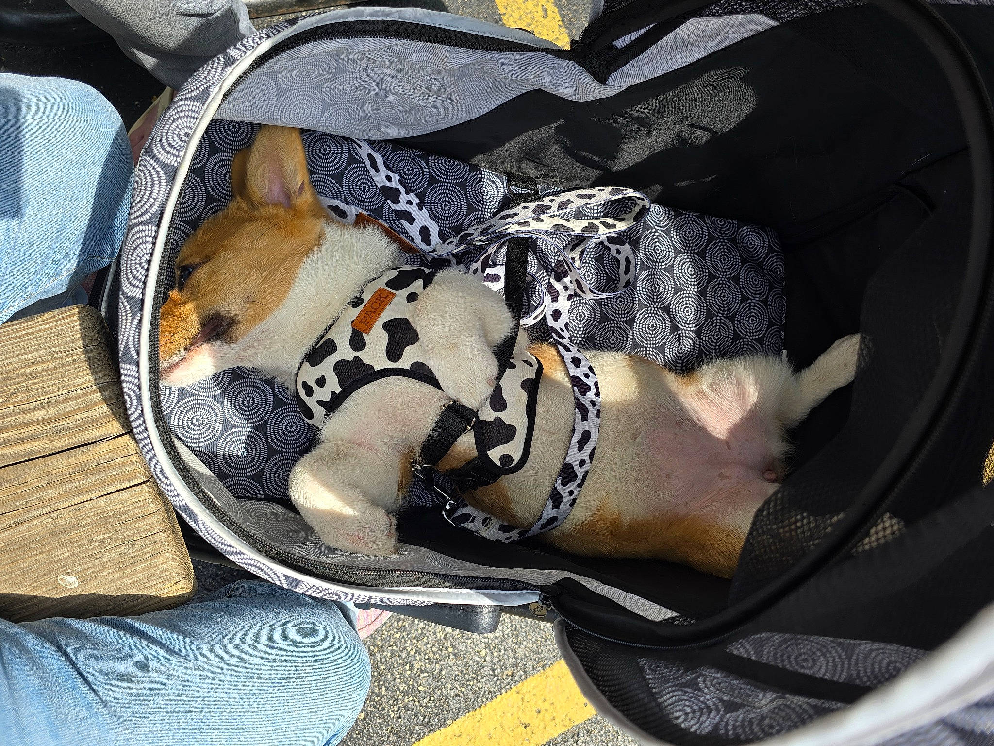 Olive is registered to the contest to win money with this photo: auto_part, baby_products, bag, carmine, carnivore, comfort, companion_dog, dog, eyewear, fashion_accessory, foot, goggles, human_leg, knee, luggage_and_bags, pattern, personal_protective_equipment, shorts, sleeve, thigh