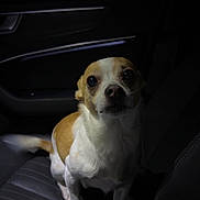 Macho joined the competition — help win amazing prizes! dog, car_interior, seat, brown_and_white, pet, animal, looking_up, small_dog, night, dark, leather_seat, canine, indoor, vehicle, cute, companion, alert, waiting, portrait, domestic_animal