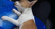 Macho joined the competition — help win amazing prizes! dog, puppy, sleeping, blanket, blue, lap, car_interior, cozy, resting, brown_and_white, pet, animal, cute, domestic, fur, ears, relaxing, indoor, comfort, small_dog