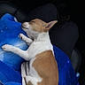 dog, puppy, sleeping, blanket, blue, lap, car_interior, cozy, resting, brown_and_white, pet, animal, cute, domestic, fur, ears, relaxing, indoor, comfort, small_dog