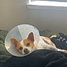 Macho is registered to the contest to win money with this photo: dog, cone, blanket, resting, indoor, window, blinds, light, pet, cozy, cute, small_dog, recovery, comfort, animal, fur, sleepy, lying_down, domestic, calm