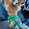 Chai Latte is registered to the contest to win money with this photo: dog, pet, car_interior, seat, clothing, jersey, green, fur, bow, number, text, animal, cute, fluffy, canine, seatbelt, steering_wheel, dashboard, window, sunlight