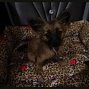 Chai Latte joined the competition — help win amazing prizes! dog, puppy, small_dog, leopard_print, cushion, pet_bed, ears, brown_fur, black_muzzle, heart_pattern, tattoo_style, cute, indoor, pet, animal, sitting, looking_at_camera, cozy, dim_lighting, adorable