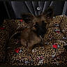 dog, puppy, small_dog, leopard_print, cushion, pet_bed, ears, brown_fur, black_muzzle, heart_pattern, tattoo_style, cute, indoor, pet, animal, sitting, looking_at_camera, cozy, dim_lighting, adorable
