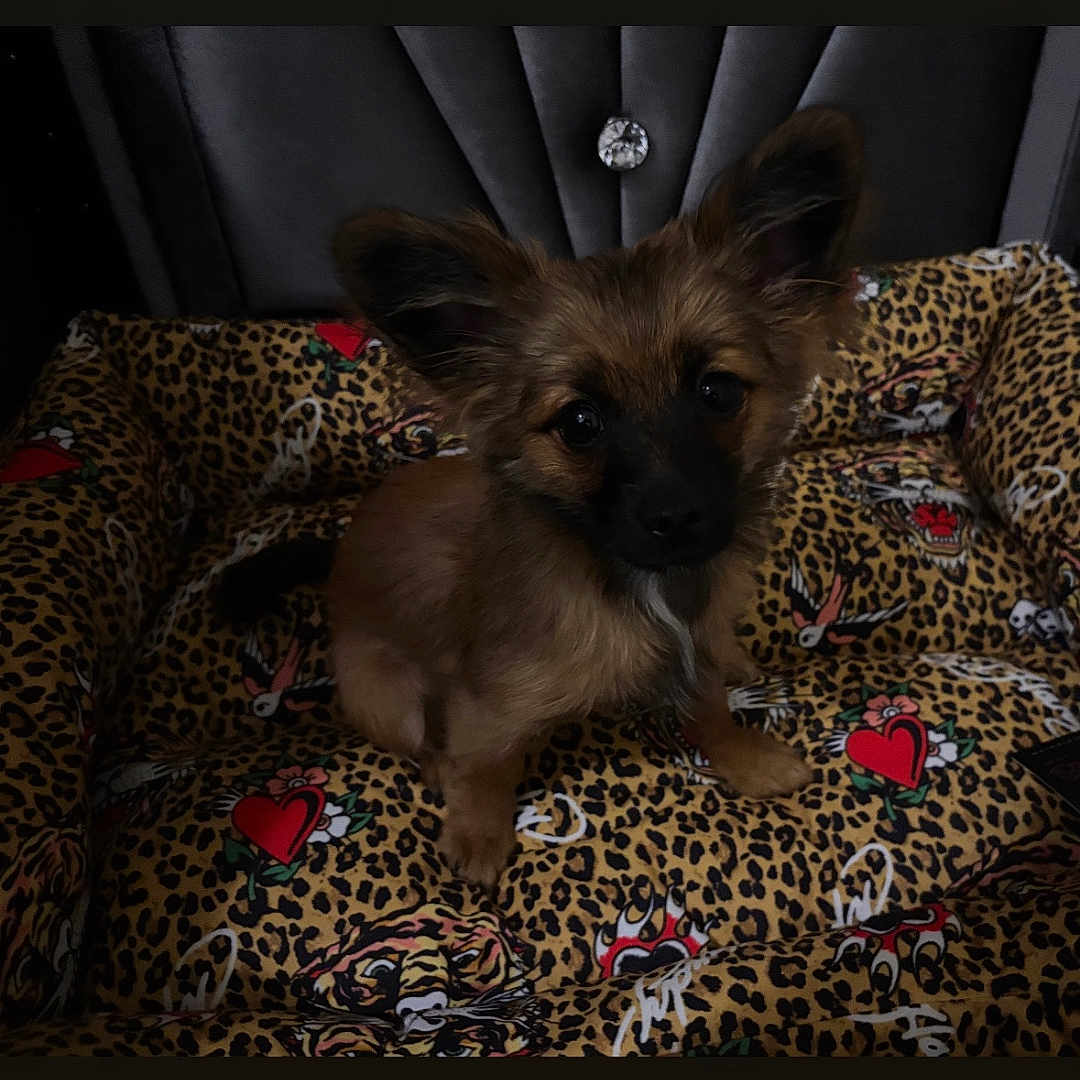 Chai Latte joined the competition — help win amazing prizes! dog, puppy, small_dog, leopard_print, cushion, pet_bed, ears, brown_fur, black_muzzle, heart_pattern, tattoo_style, cute, indoor, pet, animal, sitting, looking_at_camera, cozy, dim_lighting, adorable