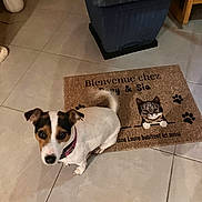 Popy a rejoint le concours — aidez-le/la à gagner de superbes lots ! dog, jack_russell, pet, animal, sitting, indoors, tile_floor, welcome_mat, cat_design, laundry_basket, home, entryway, collar, white_fur, brown_patches, black_patches, looking_at_camera, portrait, household, floor