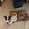 animal, black_patches, brown_patches, cat_design, collar, dog, entryway, floor, home, household, indoors, jack_russell, laundry_basket, looking_at_camera, pet, portrait, sitting, tile_floor, welcome_mat, white_fur