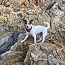 adventure, animal, brown_marks, cliff, curled_tail, dog, exploration, geology, jack_russell_terrier, mountain, nature, outdoor, pet, pink_collar, portrait, rocky_landscape, shoreline, standing, stone, white_fur